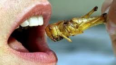 Photo d'insecte en bouche Photo d'insecte en bouche