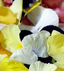 Photo de Mêlée de fleurs comestibles Photo de Mêlée de fleurs comestibles